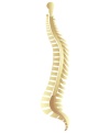 spinal repair